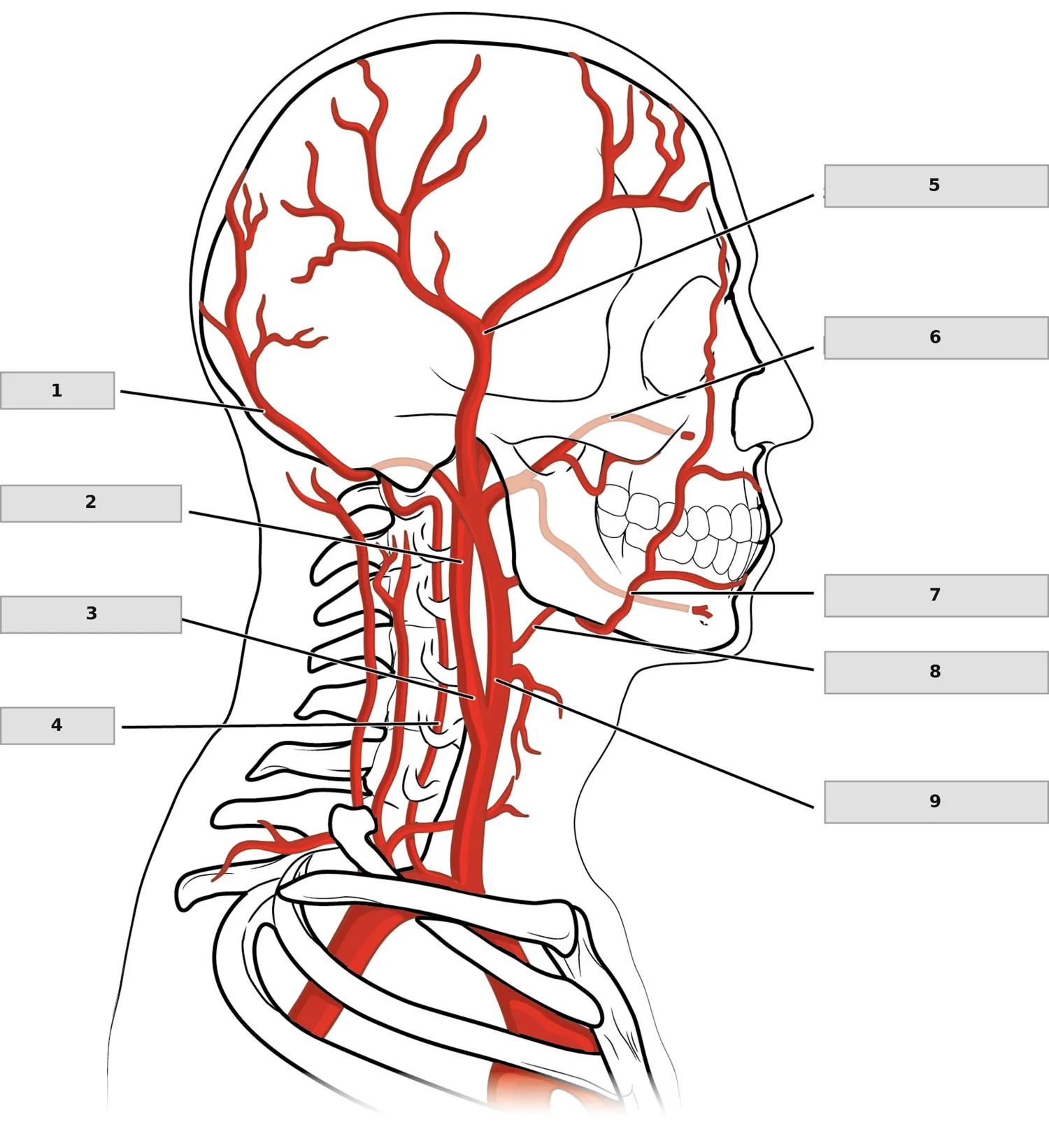 Baş ve Boyun Arterleri — numaralandırılmış anatomi figürü