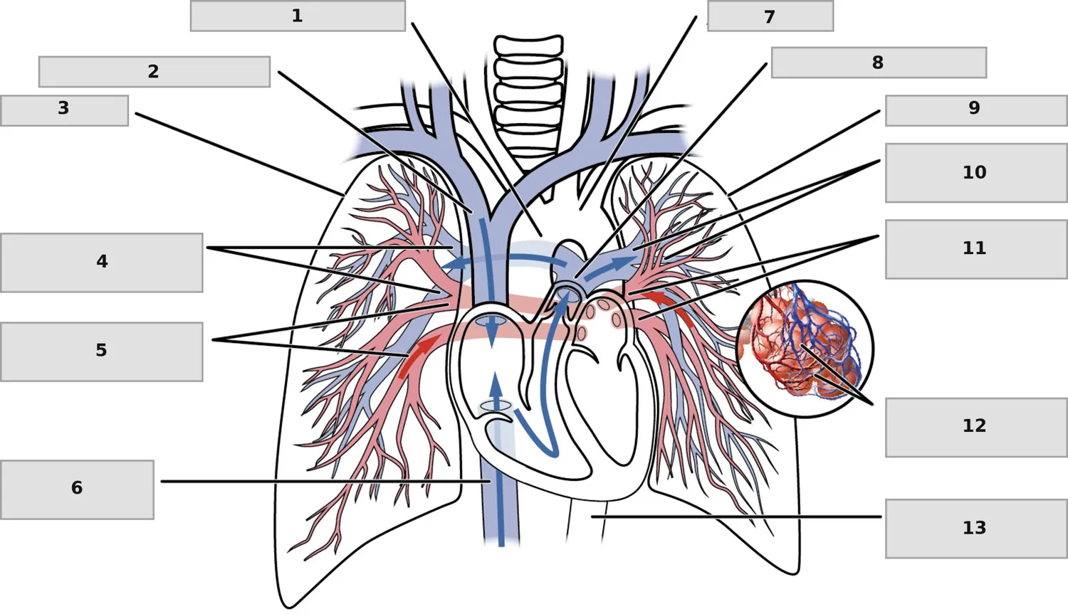 Pulmoner Dolaşım — numaralandırılmış anatomi figürü