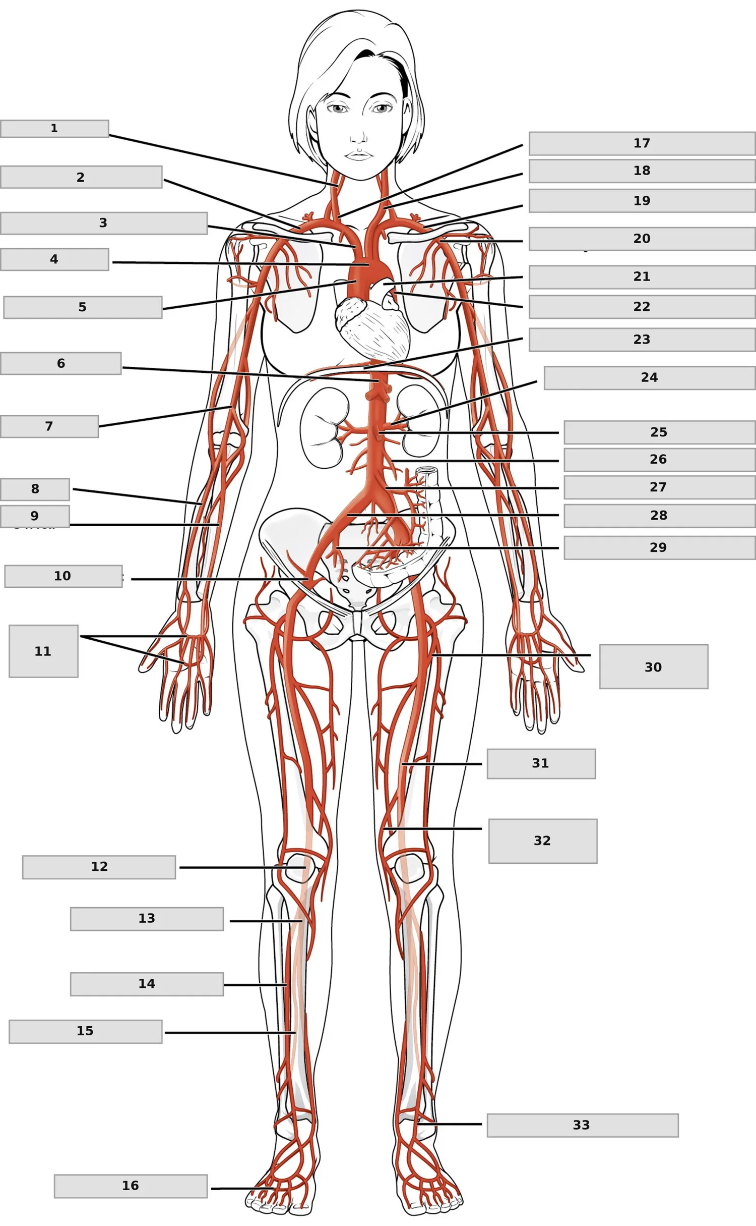 Sistemik Arterler (tüm vücut) — numaralandırılmış anatomi figürü