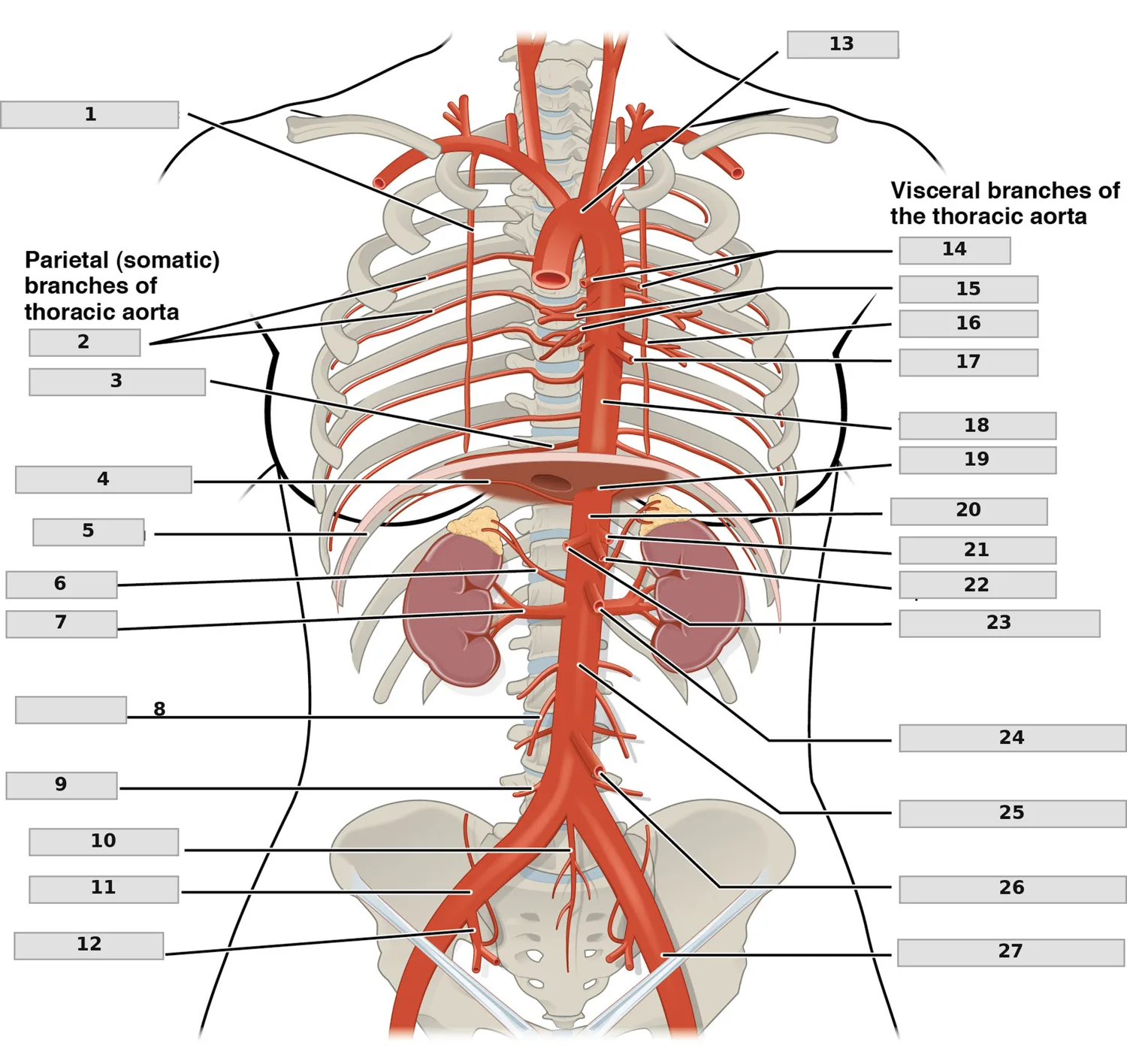Torasik ve Abdominal Arterler — numaralandırılmış anatomi figürü