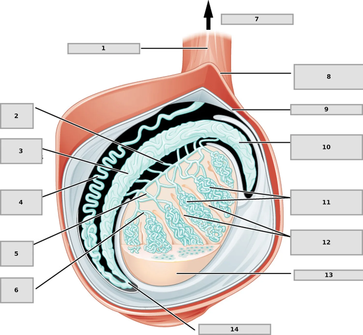 Testis Anatomisi — Sagittal Kesit — numaralandırılmış anatomi figürü