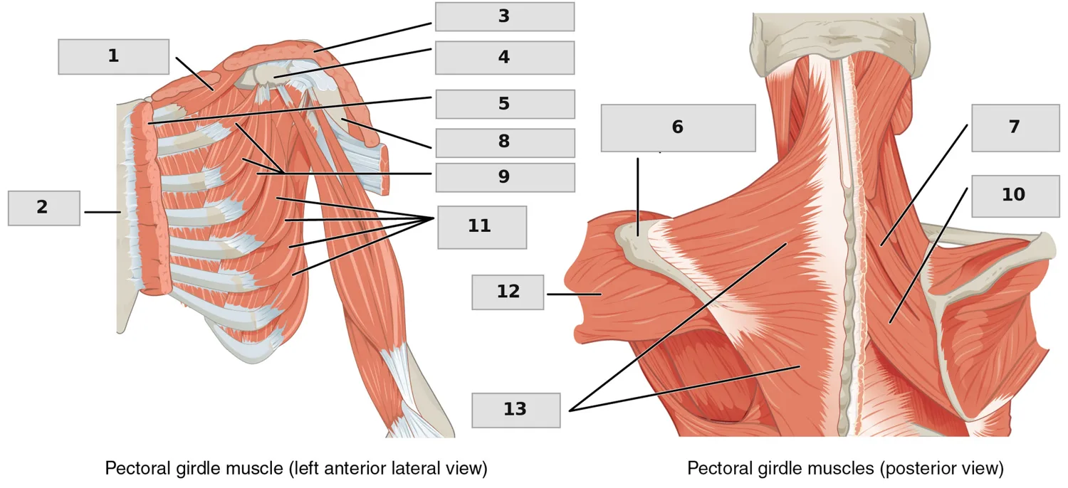 Omuz kuşağını konumlandıran kaslar — numaralandırılmış anatomi figürü