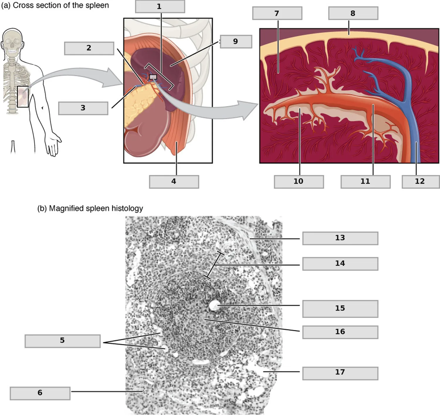 Dalak (Spleen) — numaralandırılmış anatomi figürü