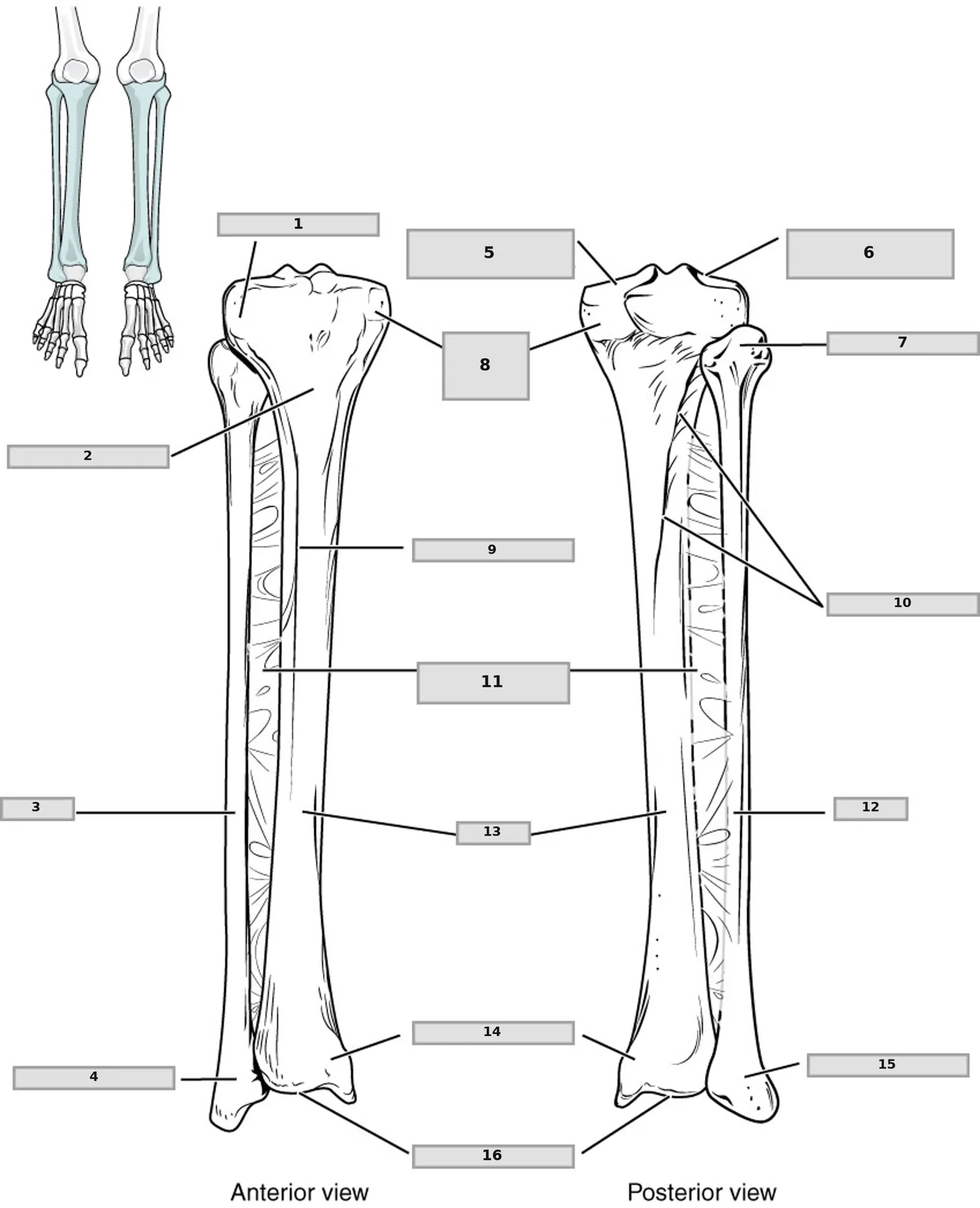 Tibia ve Fibula — numaralandırılmış anatomi figürü