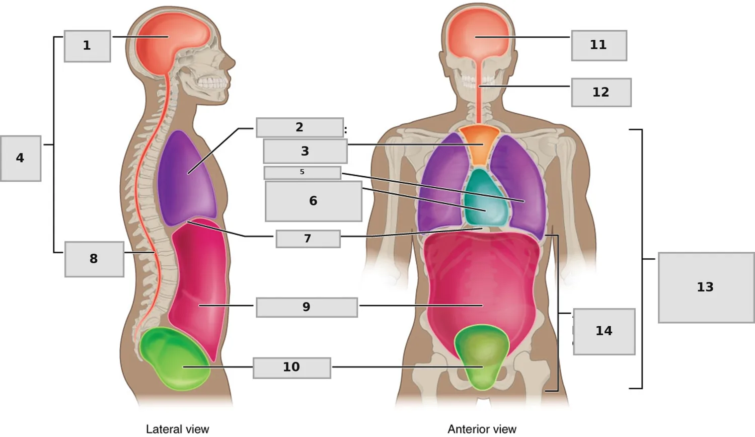 Vücut Boşlukları (Dorsal ve Ventral) — numaralandırılmış anatomi figürü