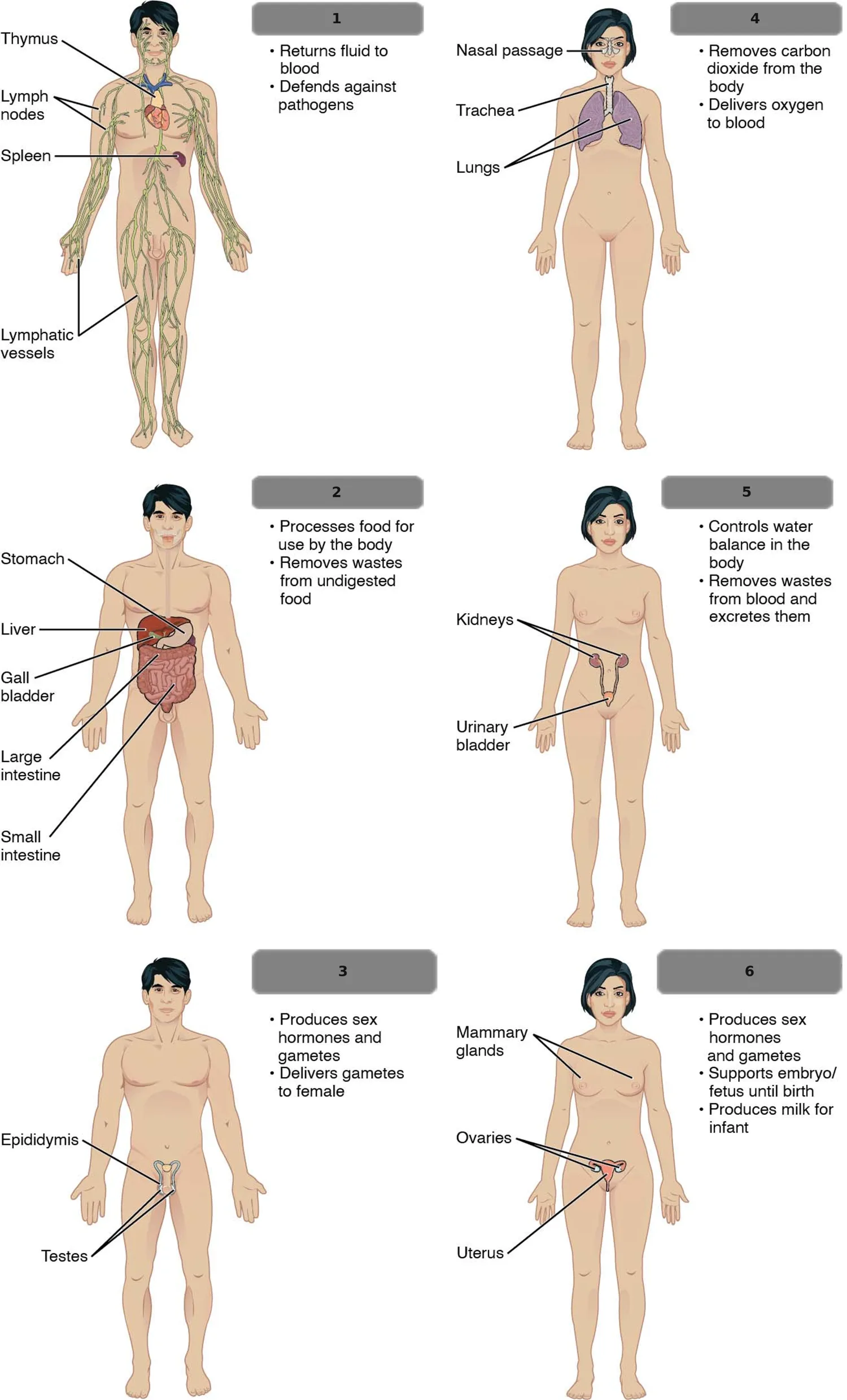 Organ Sistemleri — II — numaralandırılmış anatomi figürü